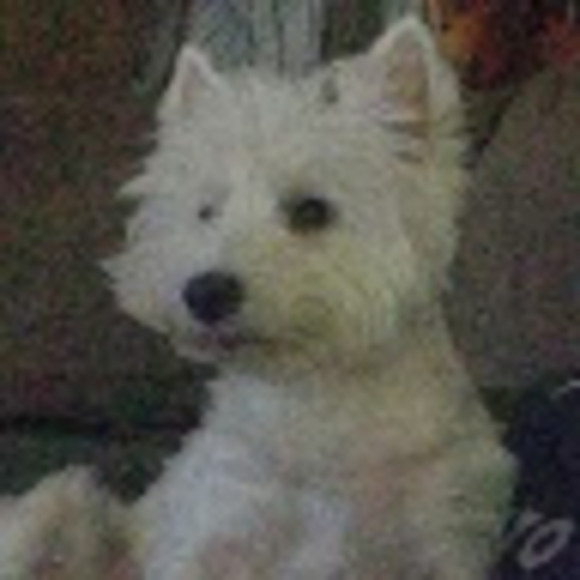 Meet your Posher, Daniel - Picture 1 of 1